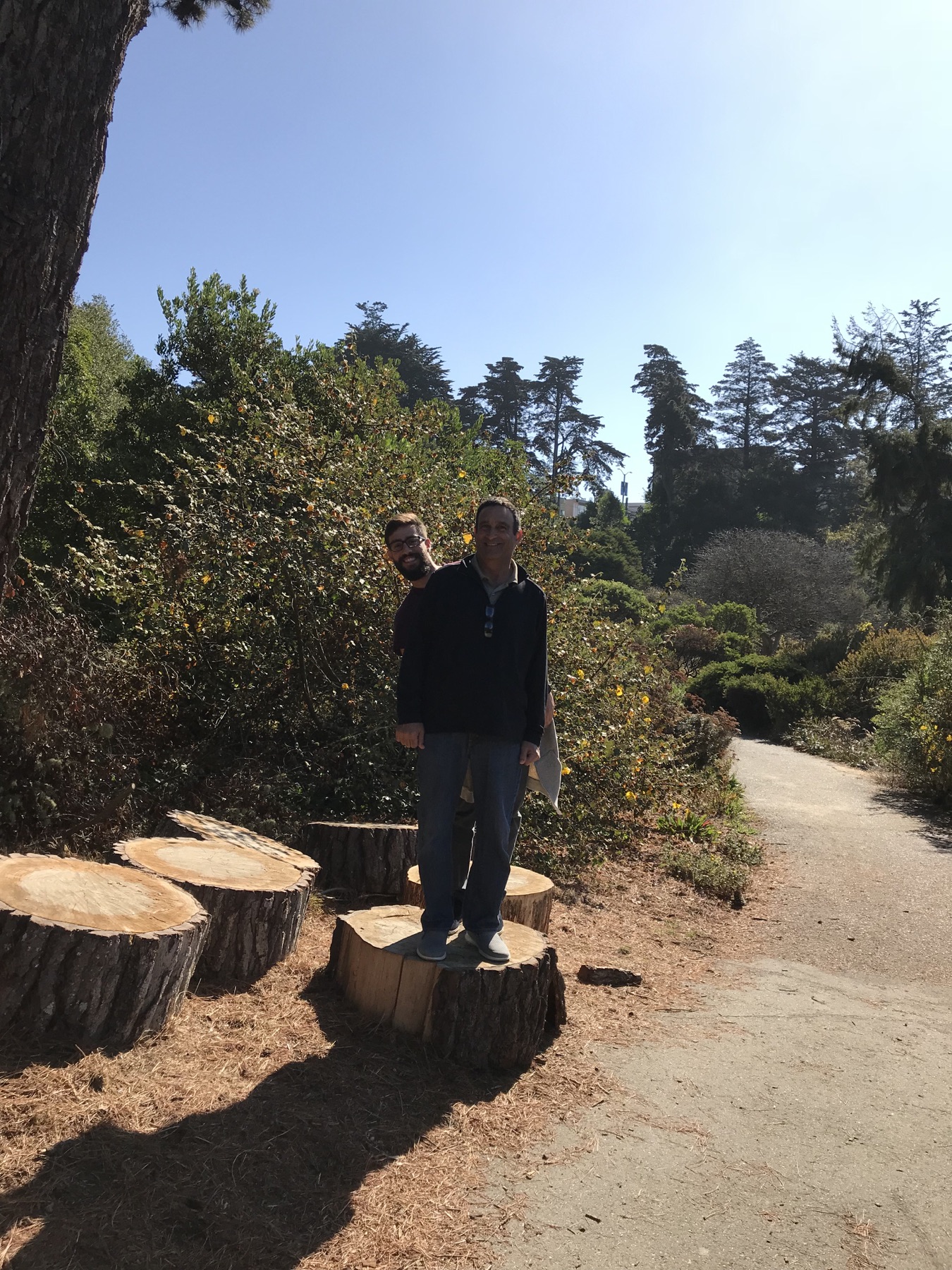 Sababa standing on a tree stump during a sunny walk